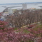 日本最北の桜