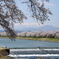 白石川堤一目千本桜
