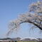 白石川堤一目千本桜