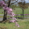 旭山公園。
