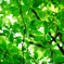beech leaves