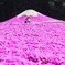 富士芝桜祭り4