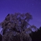 星空夜桜