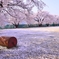 桜化粧