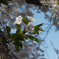葉桜