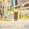 猫とたんぽぽ