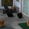 ねこたち
