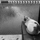 CatStory