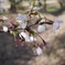 八幡平の桜