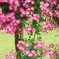 RoseGarden②