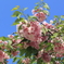 塩竈桜