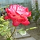 とある病院の花壇