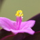 ムラサキ露草