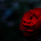 深紅