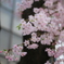 枝垂桜