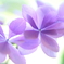 花舞