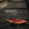 SDIM1404
