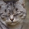 笑い猫