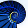 Ammonite