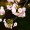 八重桜