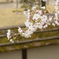 会津城の桜