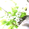 葉桜