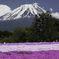 富士山とシバザクラ