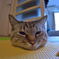 猫まんじゅう