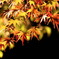 MOMIJI