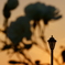 夕暮れに霞む薔薇