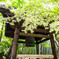 圓光寺の緑