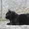 黒猫くんマッタリ中