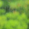 雨の日曜