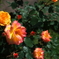 DSCF3344raw