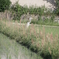田圃に見えた鳥