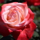 薔薇