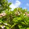 Plumeria