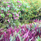 plants