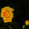 漆黒の薔薇