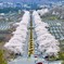 桜の並木道