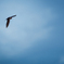 Barn Swallow