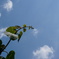 空に伸びる命