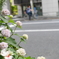 ぼけぼけ