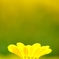金杯