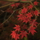 枯れ紅葉