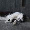 寝てるかと思ってたら