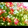 薔薇に包まれて