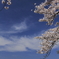 春の空と桜