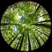 Green Earth