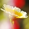 春の菊-シュンギク